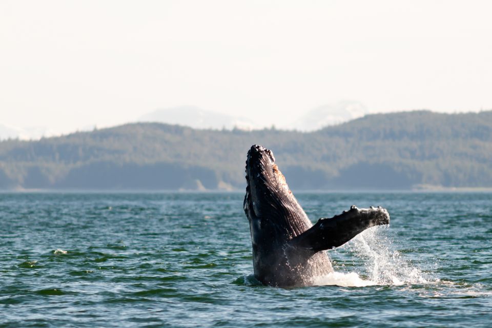 From Juneau: Whale Watching Cruise With Snacks - Activity Details