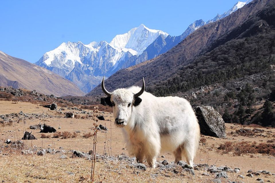 From Kathmandu: 6-Day Langtang Valley Guided Trek