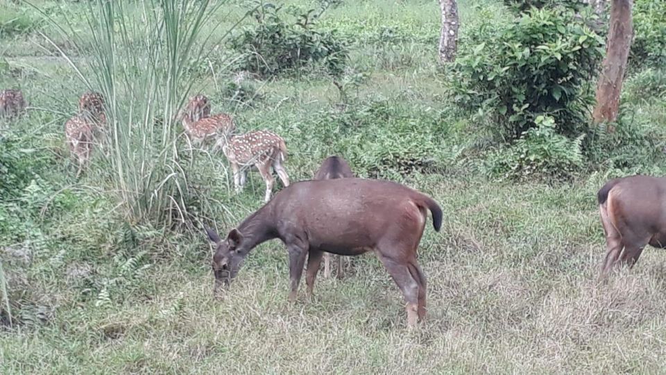 From Kathmandu or Pokhara: 1 N.2 Day Chitwan Wildlife Tour