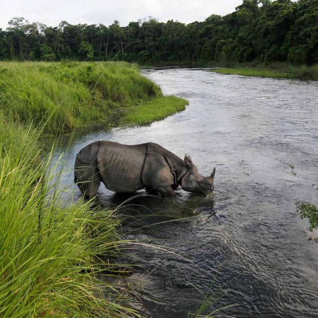 From Kathmandu or Pokhara: 3 Nights Chitwan Jungle Safari