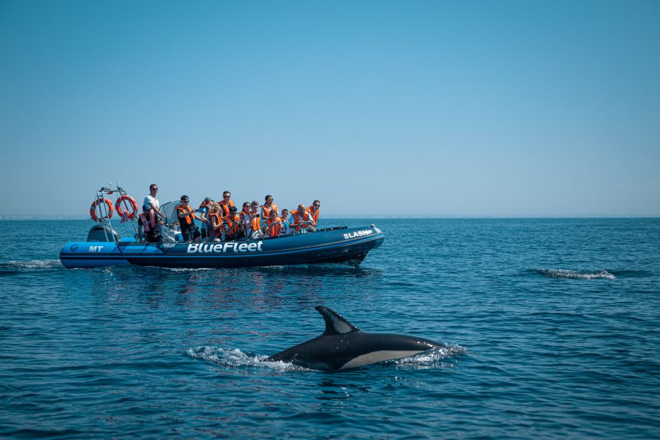 From Lagos: Dolphin Watching Boat Trip - Activity Overview