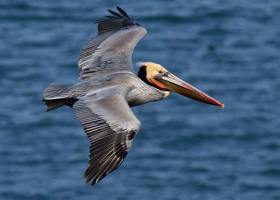 From Las Terrenas: Guided Tour of Los Haitises National Park