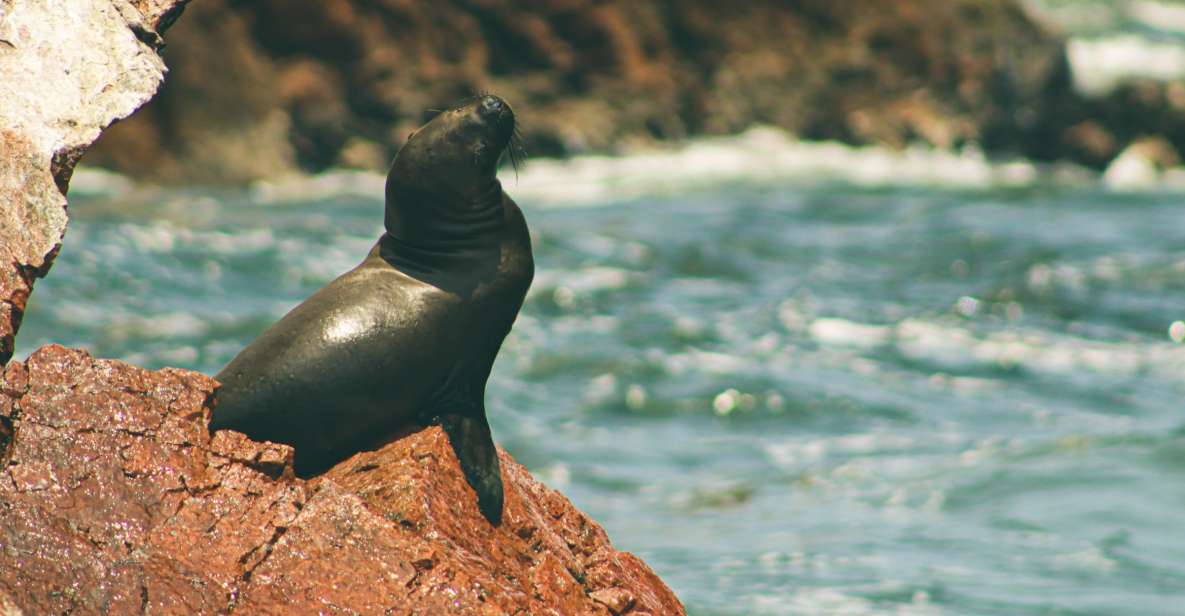 From Lima: Paracas National Reserve Tour & Ballesta Islands