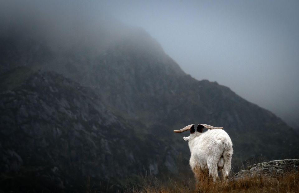 From London: North Wales Day Rail Tour