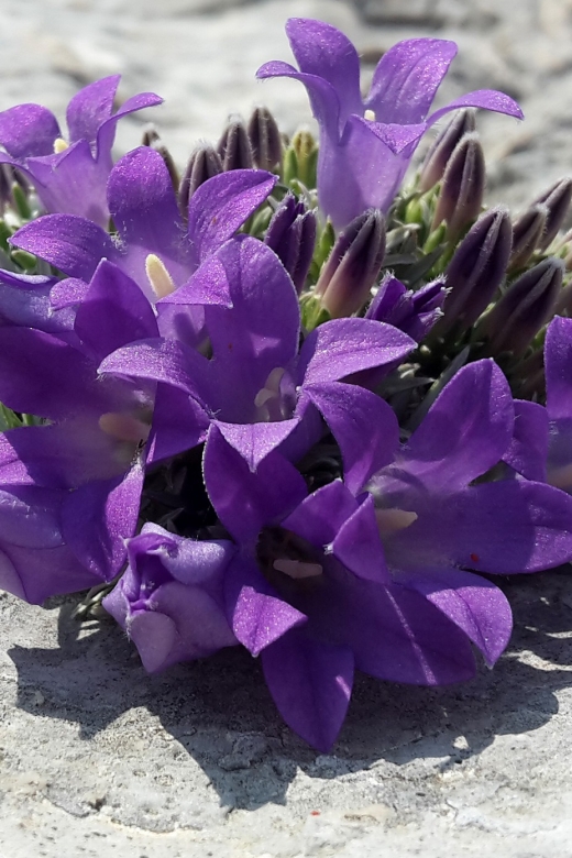 From Makarska: Biokovo Nature Park Guided Tour With Skywalk