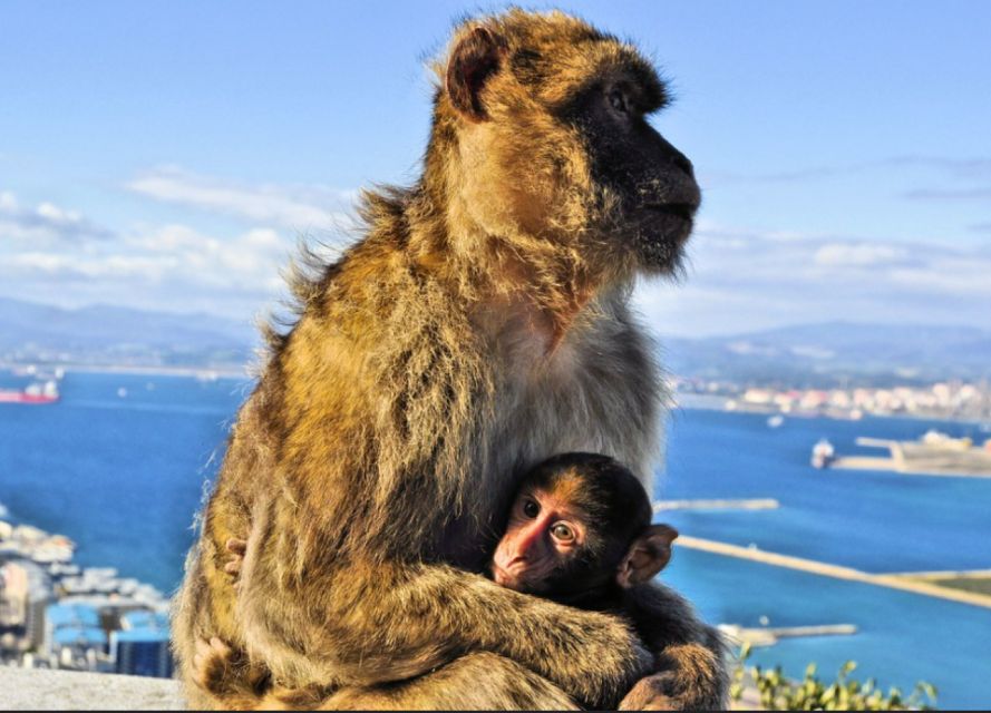 From Malaga: Private Gibraltar Highlights Day Trip - Tour Overview and Pricing