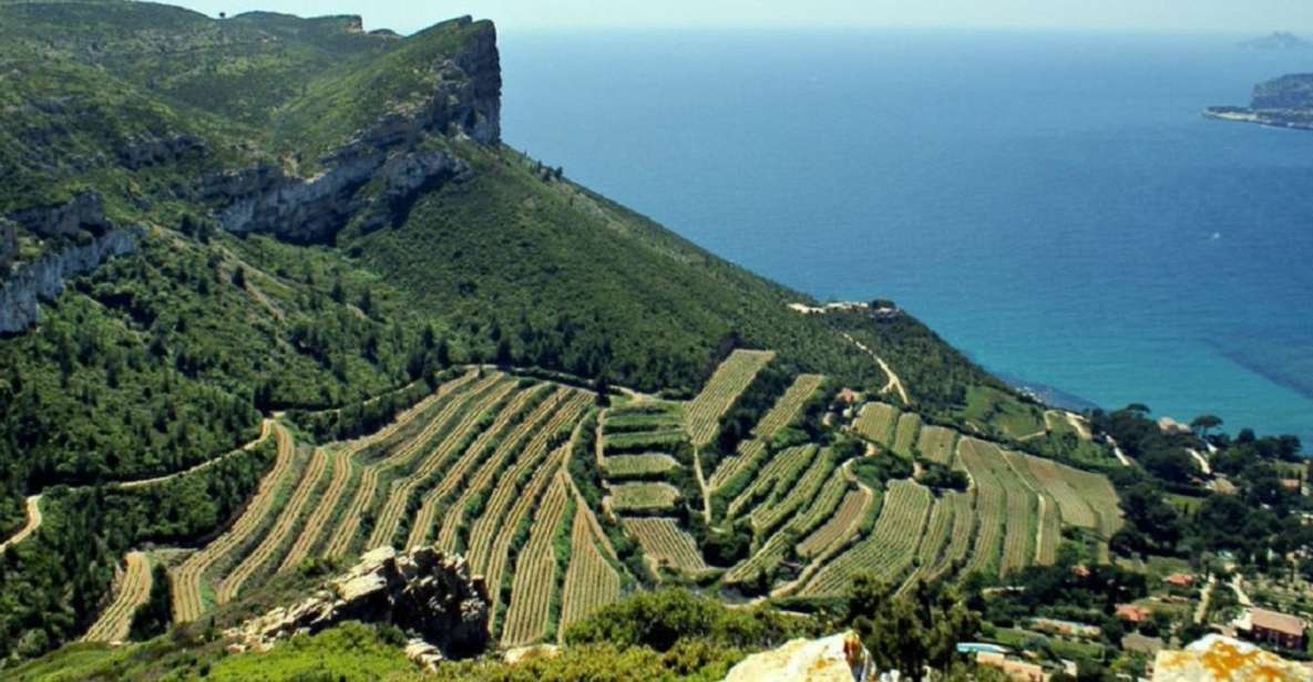 From Marseille: Bandol/Cassis Wine Tour With Viewpoint