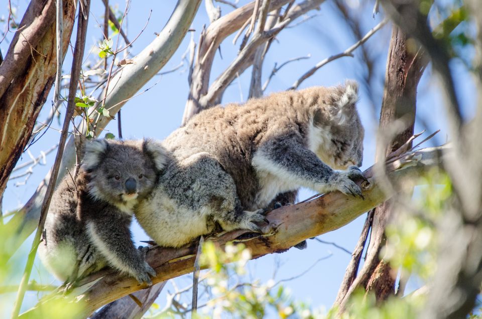 From Melbourne: 2-Day Great Ocean Road & Grampians Escape