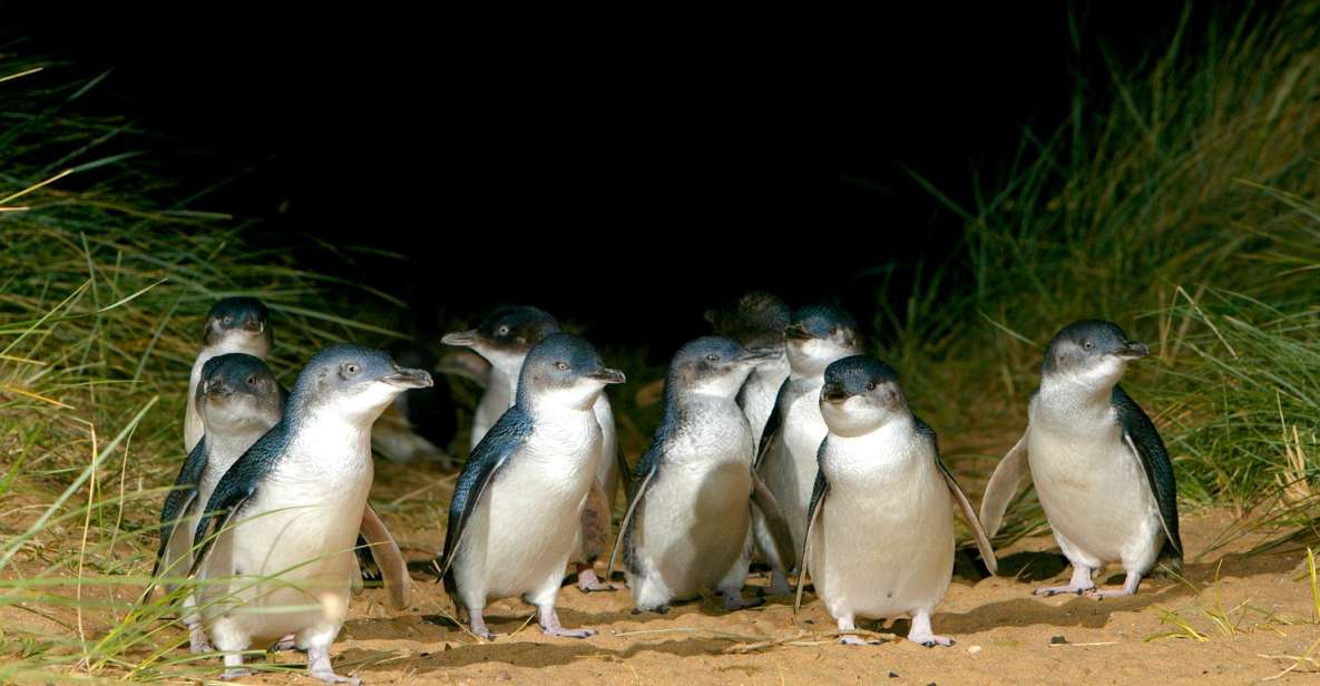 From Melbourne: Phillip Island Penguin Parade Express Trip