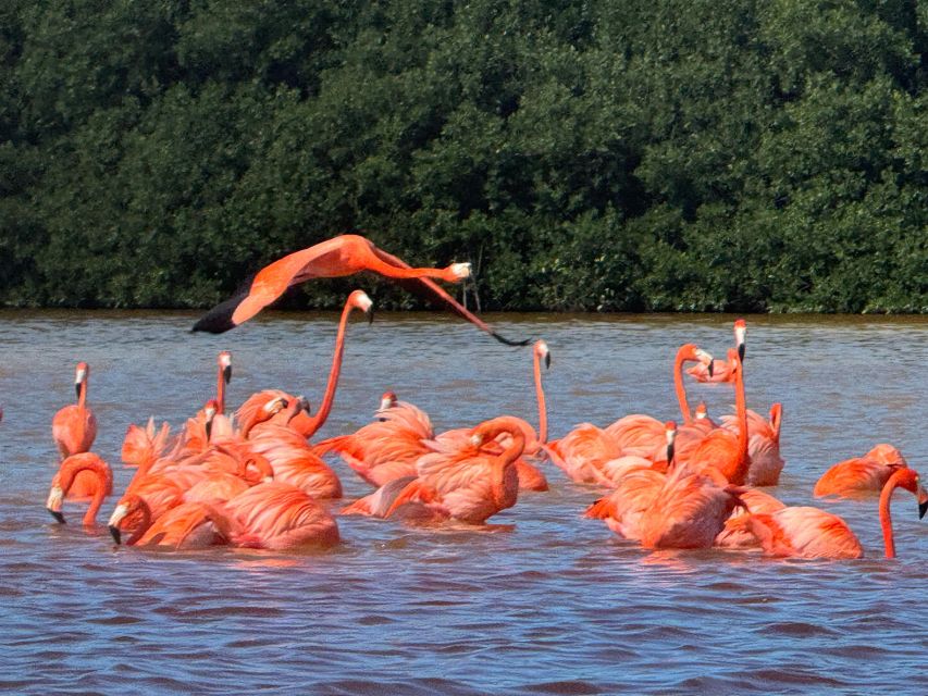 From Merida: Celestun Mangroves, Pink Flamingos and Beach