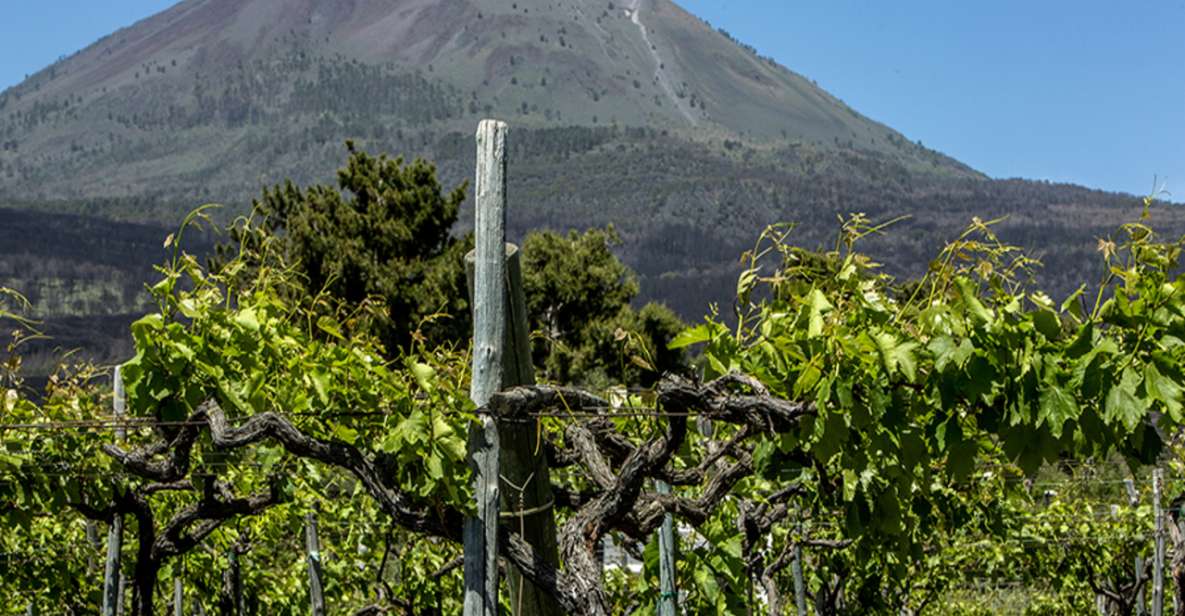 From Naples: Wine Tasting Tour on Vesuvius Slopes With Lunch