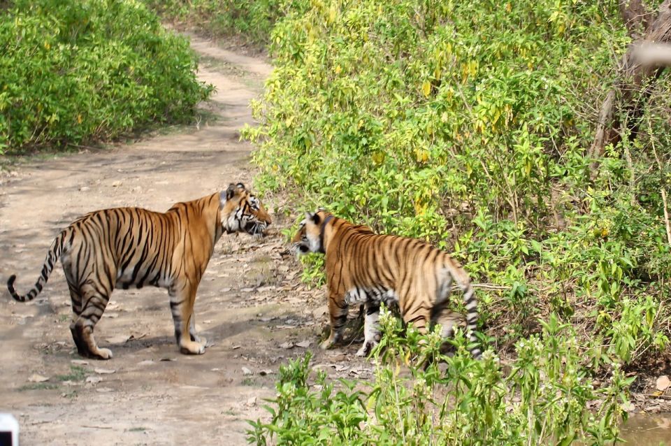 From New Delhi: 3-Day Sariska Tiger Reserve Private Tour - Tour Overview