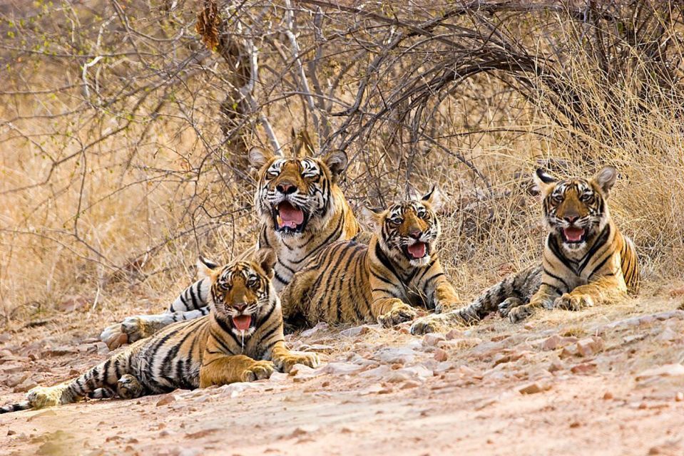 From New Delhi: 5-Day Golden Triangle Trip With Ranthambore - Tour Overview and Pricing