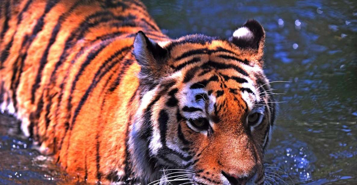 From New Delhi: 5-Day Tiger Safari & Golden Triangle Tour