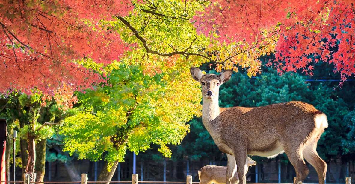 From Osaka: Nara Customizable Private Day Tour