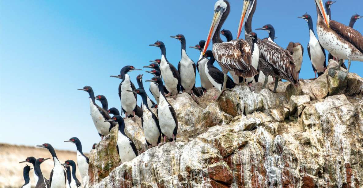 From Paraacas ||Ballestas Islands + Paracas National Reserve