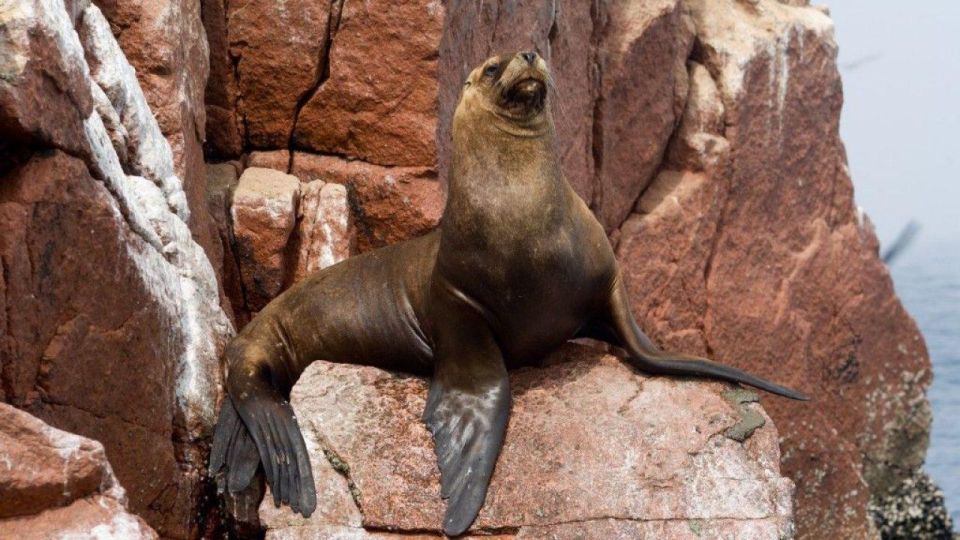 From Paracas || Excursion to the Ballestas Islands ||3 Hours