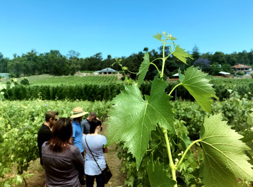 From Perth: Cider, Wine & Whiskey Tour With Lunch & Tastings