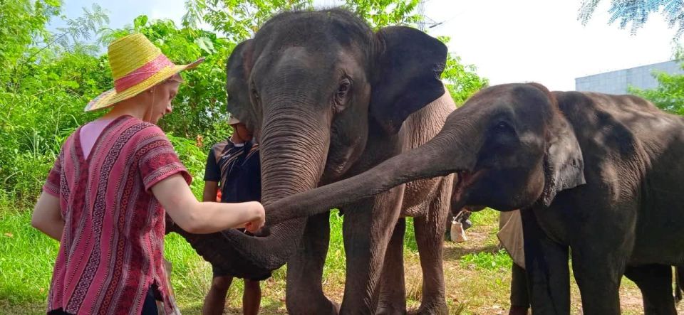 From Phuket: Ethical Elephant Interactive Trek and Tour