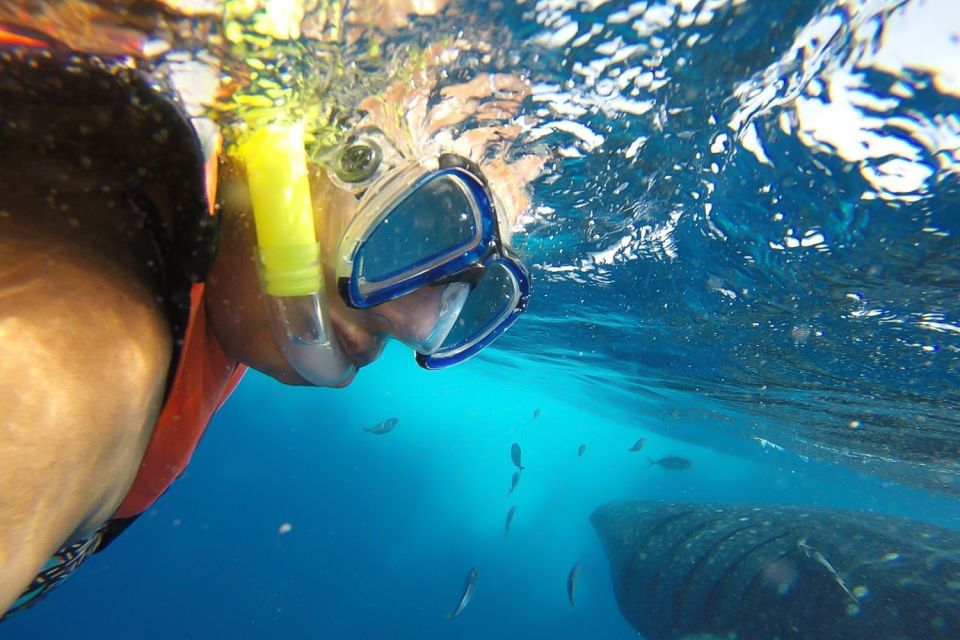 From Playa Del Carmen: Whale Shark Tour