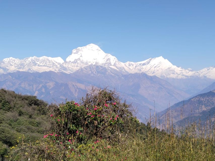 From Pokhara: 4-Day Annapurna and Poon Hill Himalayan Trek