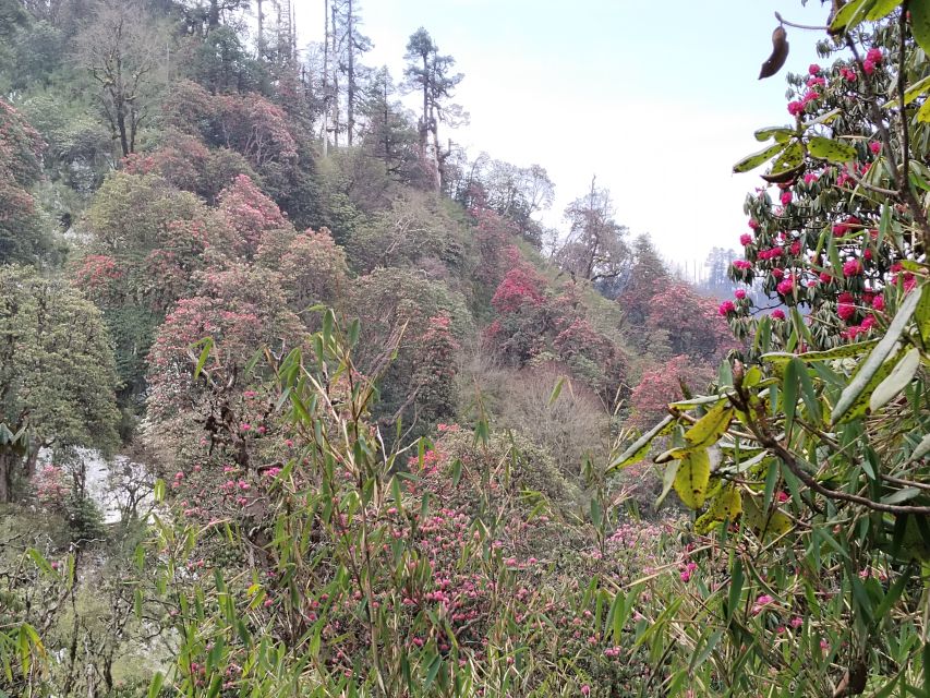 From Pokhara: Budget, 5 Day Poon Hill,Hot Spring Trek - Overview of the Trek