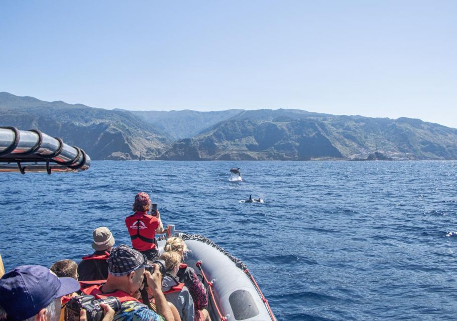 From Porto Moniz: Whale and Dolphin Watching Tour in Madeira