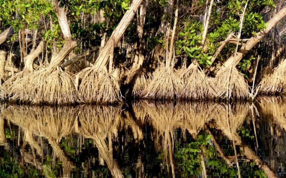 From Puerto Escondido: Birdwatching on a Boat