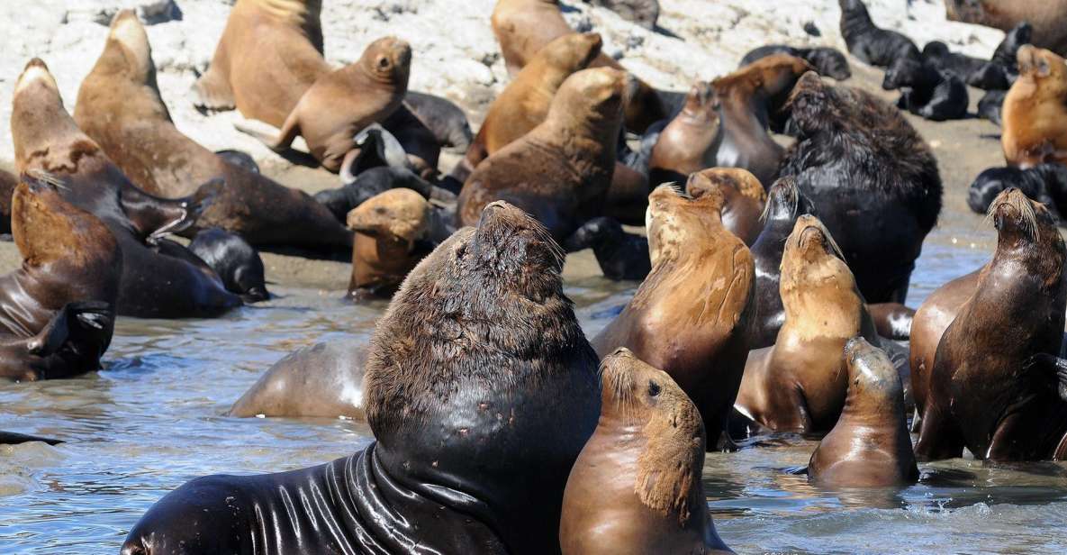 From Puerto Madryn: City and Punta Loma Tour - Tour Overview