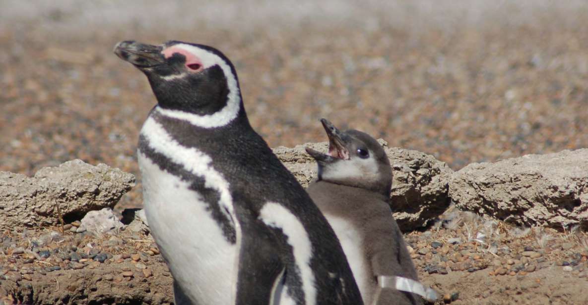 From Puerto Madryn: Penguin Tour & Valdés Peninsula Day Trip