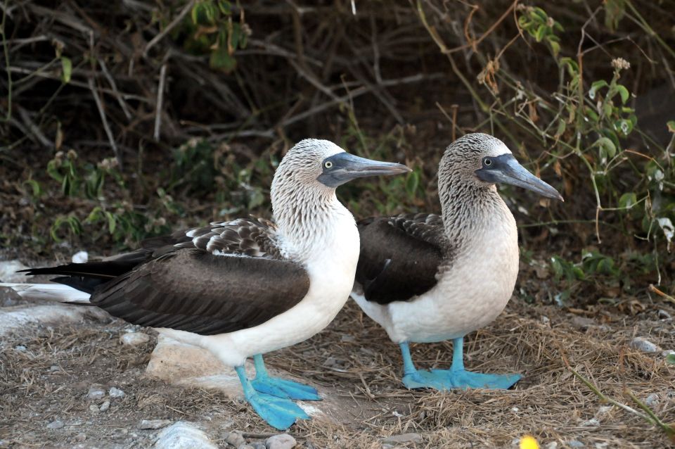 From Puerto Vallarta: Marieta Islands Snorkeling Trip