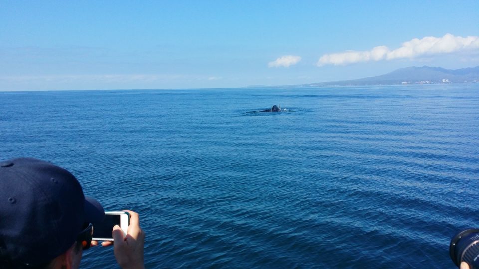 From Puerto Vallarta/Nuevo Vallarta: Whale Watching Cruise - Cruise Details