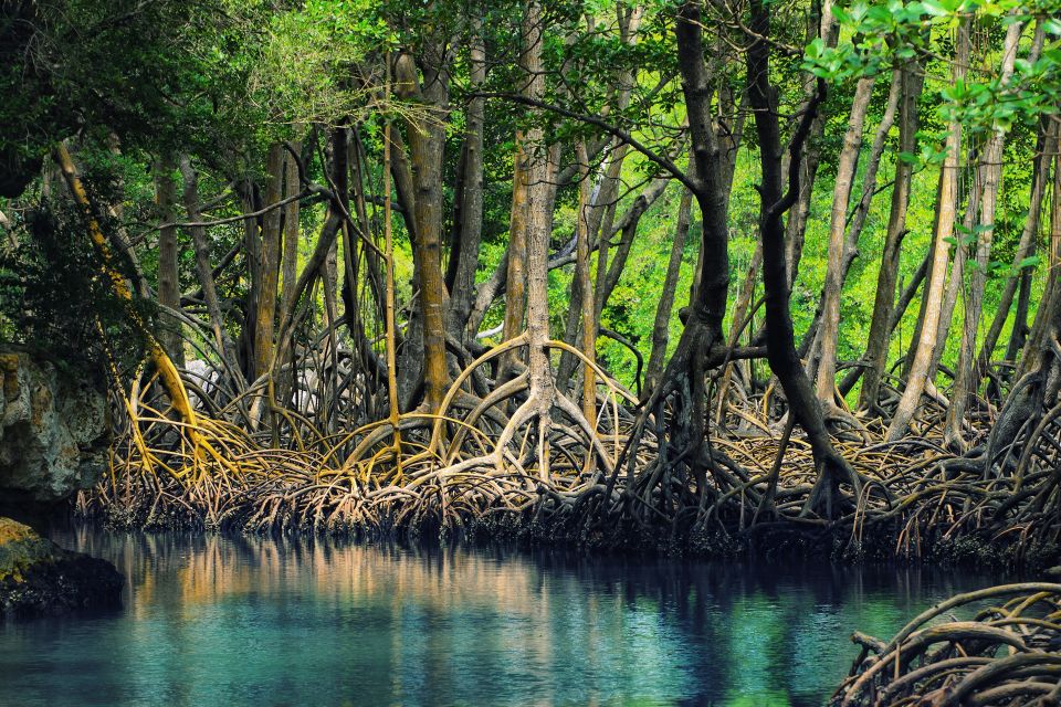 From Punta Cana: Los Haitises & Caño Hondo Private Boat Tour