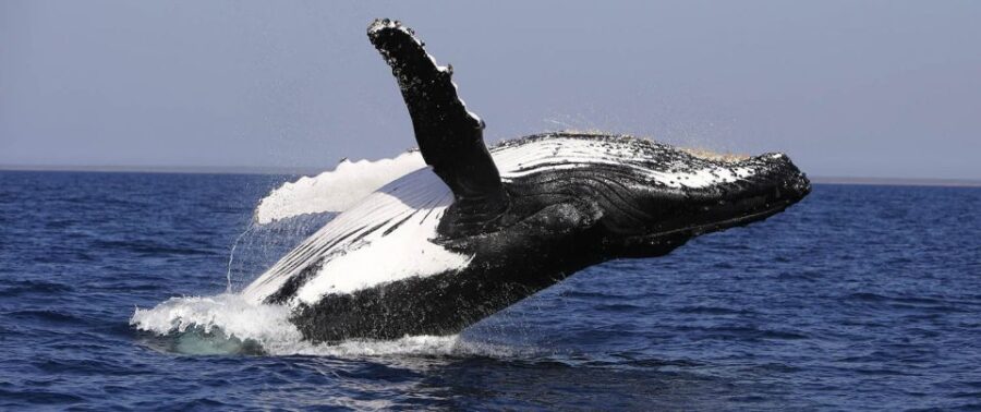 From Punta Cana: Whale Watching and Montana Redonda Tour