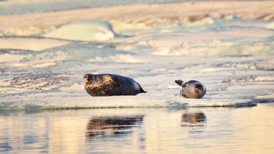 From Reykjavik: Glacier Lagoon Small Group Tour - Tour Overview and Pricing