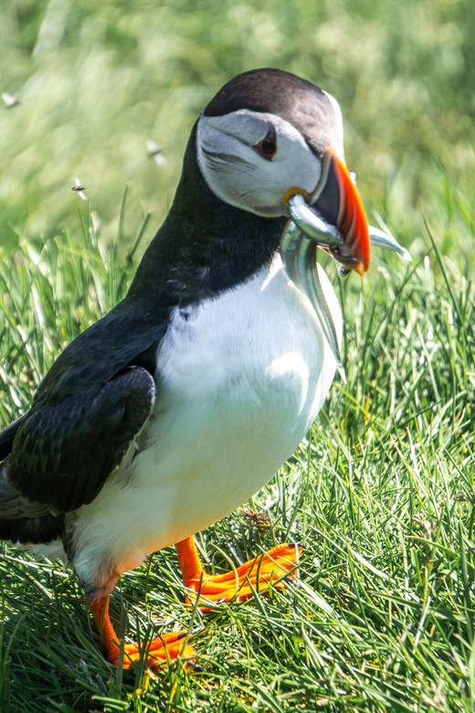 From Reykjavik: Vestmannaeyjar Islands, Puffins &Volcanoes