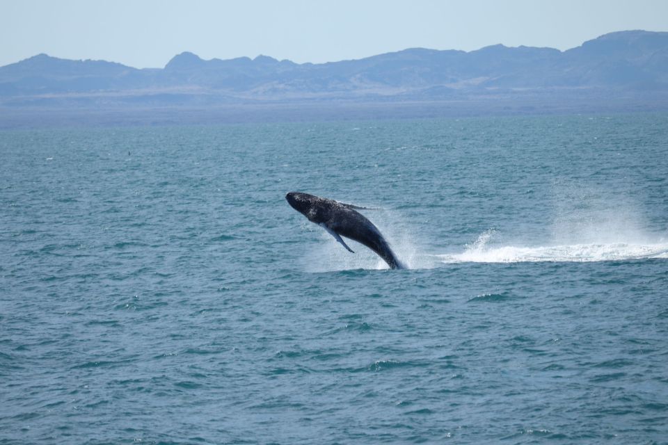 From Reykjavik: Whale Watching Tour