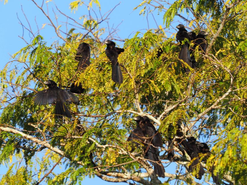 From Riviera Maya: Sian Kaan Muyil Birdwatching With Guide