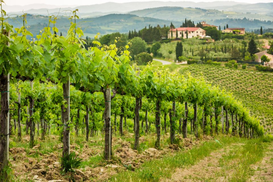 From Rome: Private Frascati Tour With Lunch & Wine Tasting