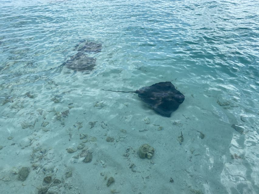 From San Andres: Cayo Acuario Tour