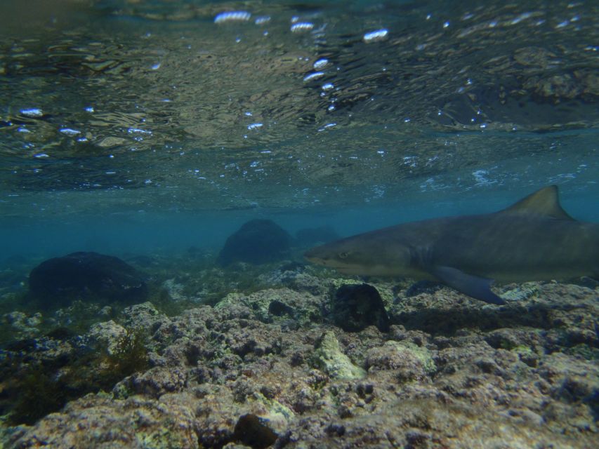 From Santa Maria: Guided Lemon Shark Watching