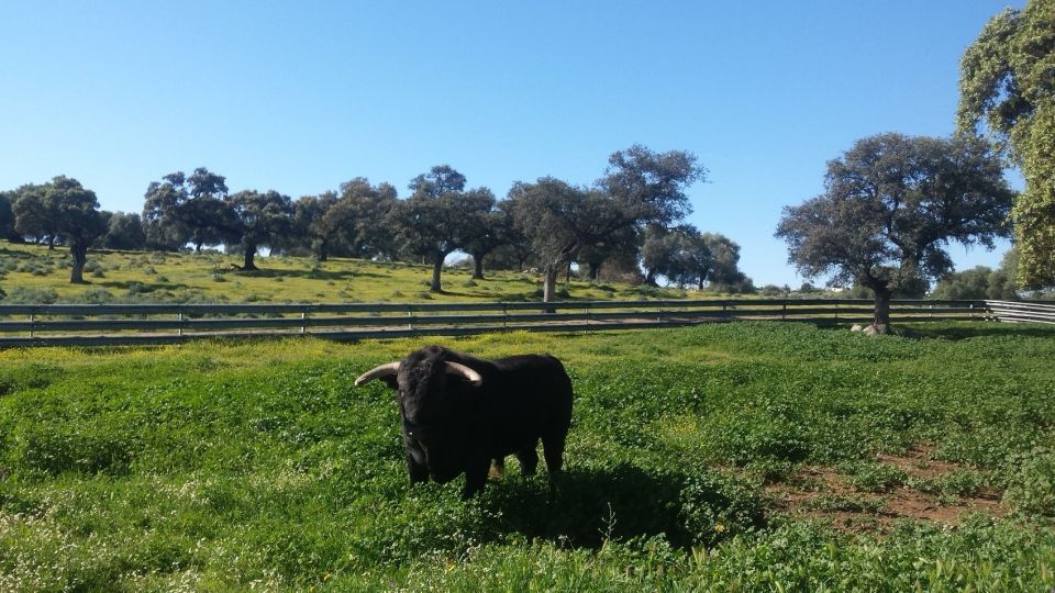 From Seville: Half-Day Bull Breeding Farm Tour