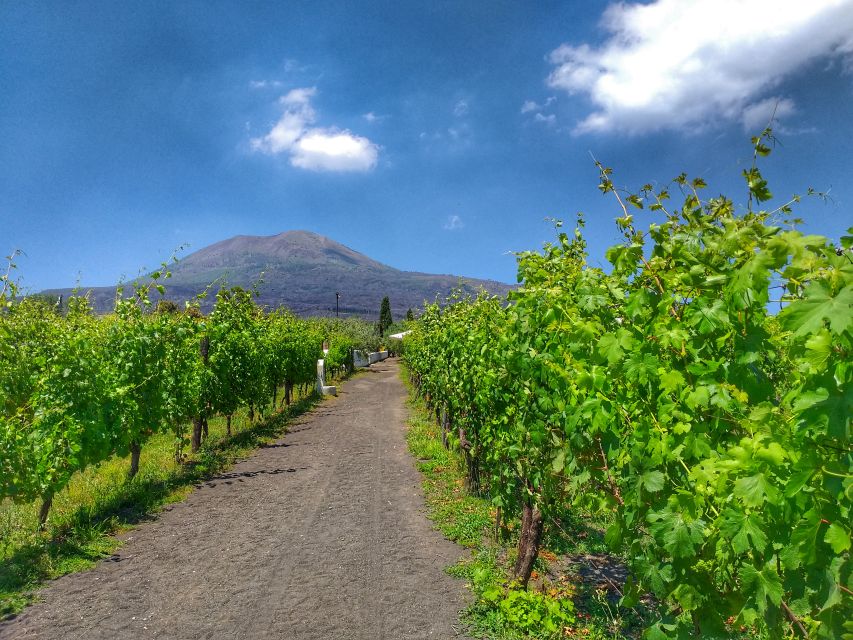 From Sorrento: Mount Vesuvius Tour With Lunch & Wine Tasting