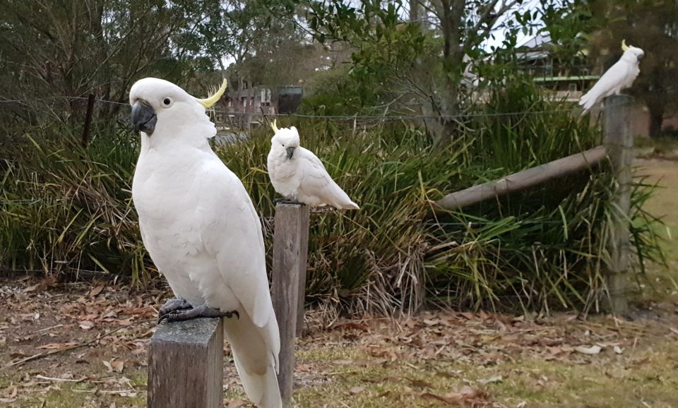 From Sydney: Sea Cliff Bridge, Beaches, and Farmlands Tour - Tour Highlights