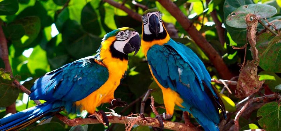 From Tambopata: Parrots and Macaws Clay Lick