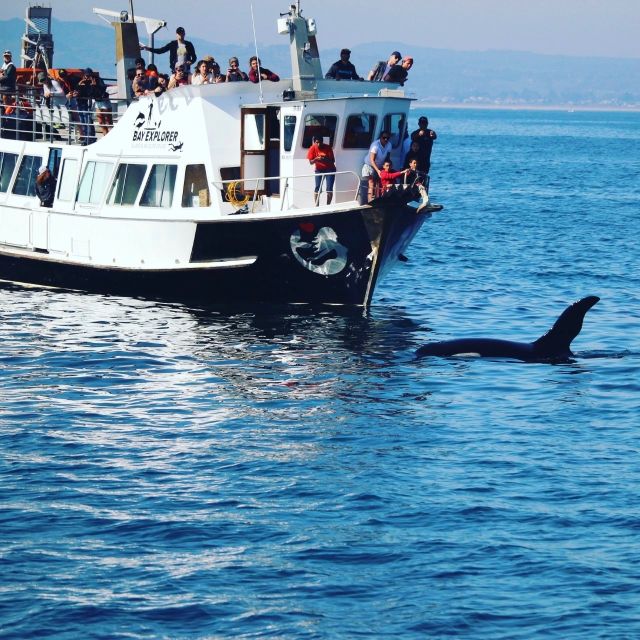 From Tauranga: Dolphin and Wildlife Cruise