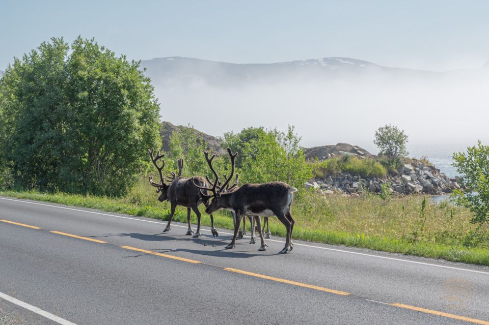 From Tromsø: Arctic Roadtrip