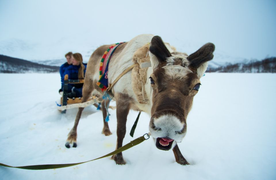 From Tromsø: Daytime Reindeer Sledding at Camp Tamok