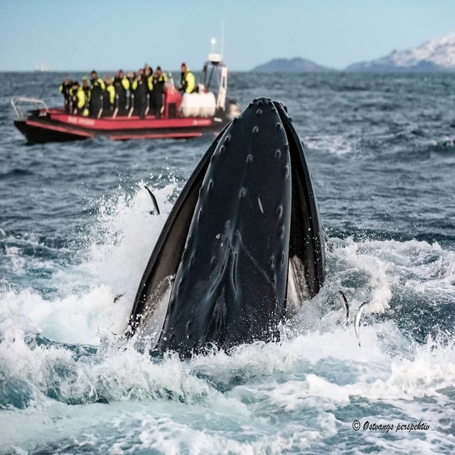 From Tromsø: Skjervoy Whale Watching RIB Boat Tour