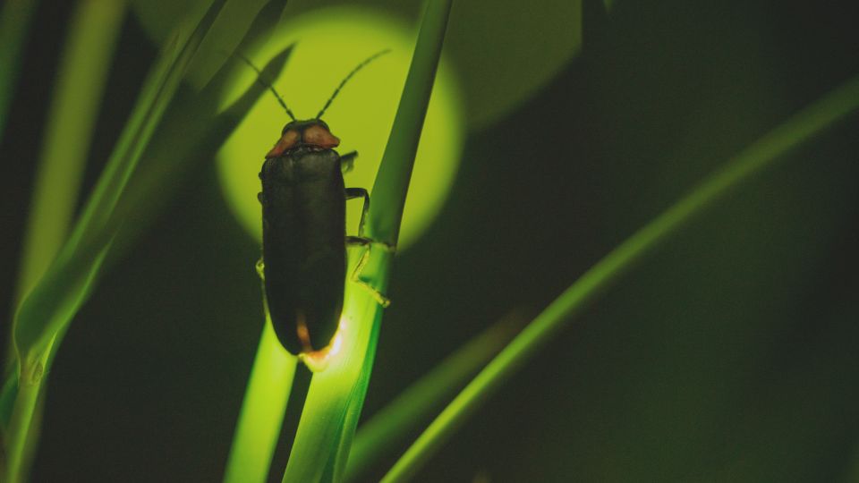 From Ubud: Evening Firefly Tour in Taro Village